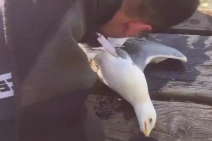 İstanbul İtfaiyesi Bakırköy'de martı kurtardı