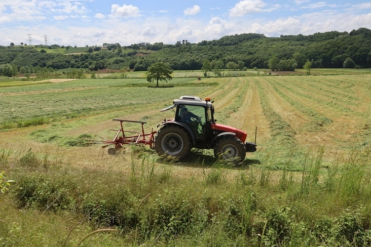 Kocaeli'de 'süt otu' hasadı başladı